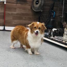 Cedar - Sable female Pembroke Welsh Corgi puppy in Charleroi, Pennsylvania from Twilight Hollow Corgis