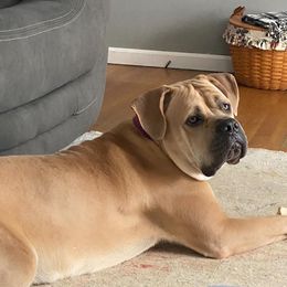 Freya - Cane Corso