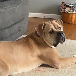 Freya - Cane Corso