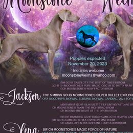 Weimaraners from Moonstone Weimaraners