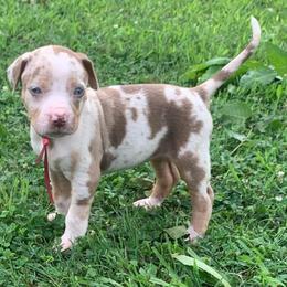 Red collar female - Red merle female Catahoula Leopard Dog puppy in Gadsden, Alabama from Rich Cat’s