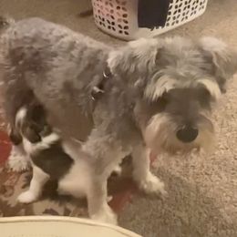 Miniature Schnauzers from Dawn McCumber