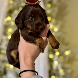 Dachshund Puppies from Doodle Bugs Doxies