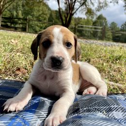 Girl 3 - American Foxhound puppy in Waxhaw, North Carolina from Setting Sun Kennel