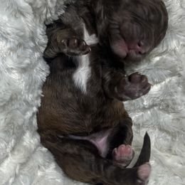 Bernedoodle Puppies from Jeanie’s Doodles