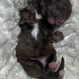 Bernedoodle Puppies from Jeanie’s Doodles