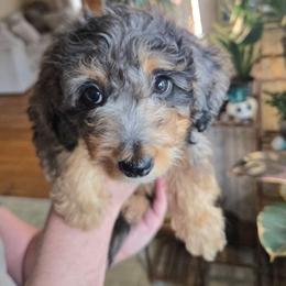 Amethyst - Blue roan and tan female Cockapoo puppy in Little Valley, New York from Velvet Moon Cockapoos