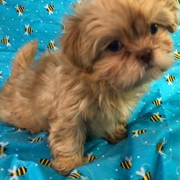 Rusty Red Ryder - Red male Shih Tzu puppy in Greenville, Texas from Your Fuzzy Puppy