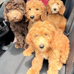 Dachshund, Goldendoodle, and Sheepadoodle Puppies from Doodles & Doxies