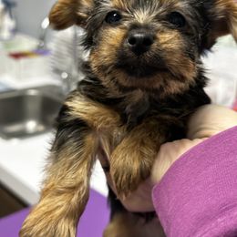 Princess Peach - Blue and gold female Yorkshire Terrier puppy in Mount Washington, Kentucky from Corbin’s Yorkies