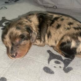 Nova - Dapple female Dachshund puppy in Trenton, Florida from Tweenie Weenie Dachshunds