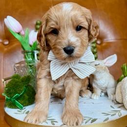 Florian Henry - male Cavapoochon puppy in Lucas, Ohio from Apricot Lane Puppy
