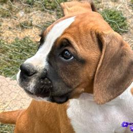 Kelly - Fawn Boxer puppy in Los Angeles, California from Barrow’s Boxers
