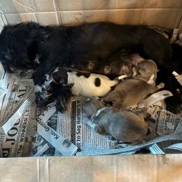 Shih Tzu puppies from Eastern Long Island Shih Tzu