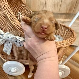 Duke - Dapple male Dachshund puppy in Bennett, North Carolina from Cherished Dachshunds