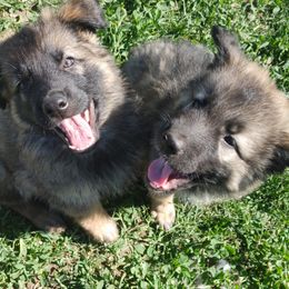 German Shepherd puppies from Scenic View Ranch