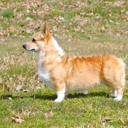 Candy - Pembroke Welsh Corgi