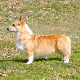 Candy - Pembroke Welsh Corgi