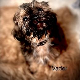 Shih Tzu Puppies from LowCol Ranch
