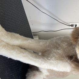 Journey - Labradoodle