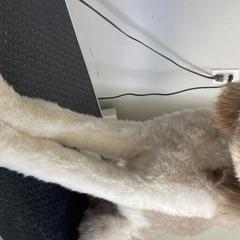 Journey - Labradoodle