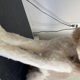 Journey - Labradoodle