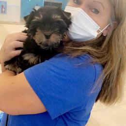 Yorkshire Terrier Puppies from Bayview Yorkies