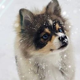Pomskies from A&T Pomsky’s