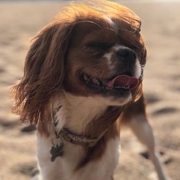 Cavalier King Charles Spaniels from Cavalier Pups