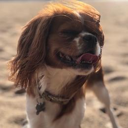 Cavalier King Charles Spaniels from Cavalier Pups