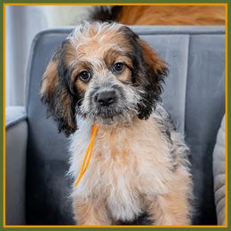 Blaine - Black white and tan male Cockapoo puppy in Connersville, Indiana from Deaz Doodle Ranch