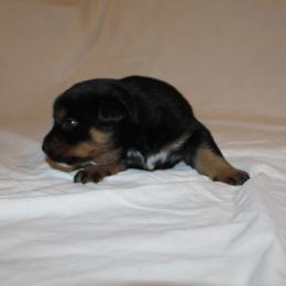 Henrietta - Blue female Australian Cattle Dog puppy in Willamina, Oregon from Cherished Chihuahuas