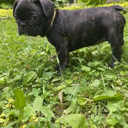 French Bulldog Puppies from Camarra King