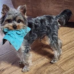 Cashew - Black and tan male Yorkshire Terrier puppy in Ben Wheeler, Texas from Nana's Yorkie Crew