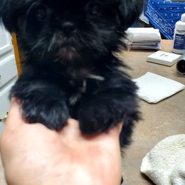 Ity bity - Black female Shih Tzu puppy in Crystal, Michigan from Hill Top shih-tzu