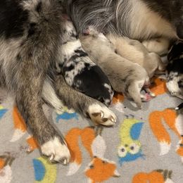 Pomsky puppies from Red River Pomskies
