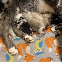 Pomsky puppies from Red River Pomskies