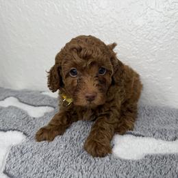 Goldendoodle and Poodle Puppies from Katy's Toy Poodles & Doodles