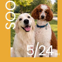 Goldendoodle puppies from CelticDoods