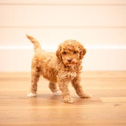 Sprinkle - Apricot female Goldendoodle puppy in Ash Grove, Missouri from The Bark Farm