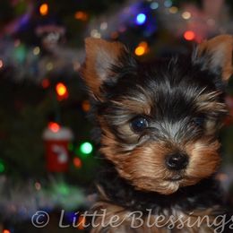 Yorkshire Terrier Puppies from Little Blessings Yorkies