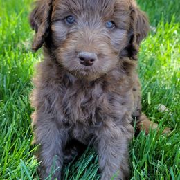 Aussiedoodle and Australian Shepherd Puppies from Western Doodles Utah