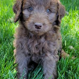 Aussiedoodle and Australian Shepherd Puppies from Western Doodles Utah
