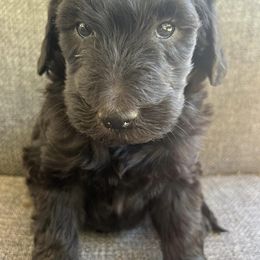 Goldendoodles and Labradoodles from Oodles of doodles nw ga