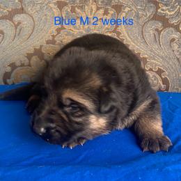 Blue collar boy - Black and red male German Shepherd puppy in Coleta, Illinois from Four Leaf Farm- Vom Vierblättriges Bauernhof