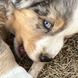 Australian Shepherd Puppies from 4H Aussies