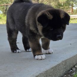 Akita Puppies from Folklore Akitas