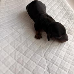 Dachshund Puppies from Teenie Tiny Dachshunds