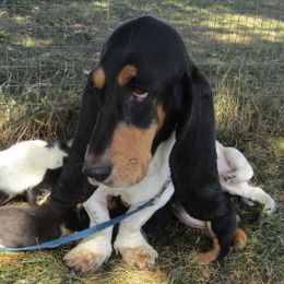 Donna - Basset Hound