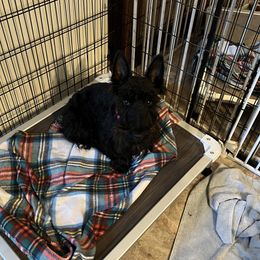 Scottish Terriers from Ballentine Scotties